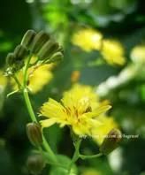 三候是哪三候，2021年的秋末冬初是哪一天？图3