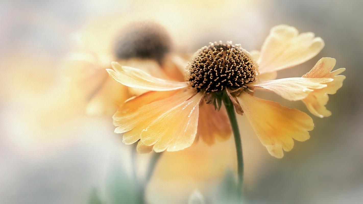 中美元首通话最新（中美元首今晚通话）