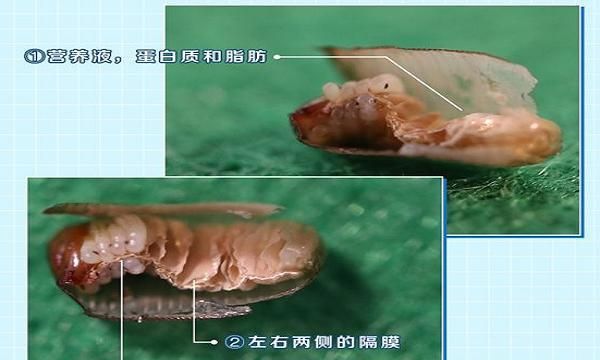 如何防止在搬家时将蟑螂带到新家里
