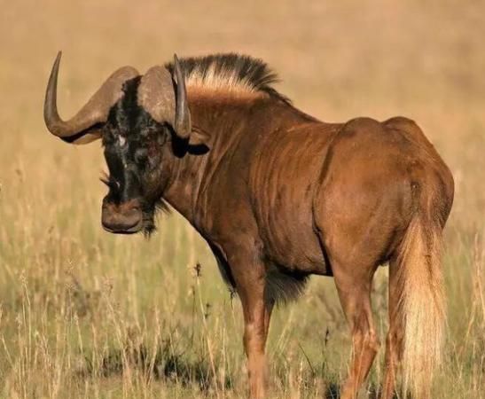 十大最毒的非洲大草原动物排行榜