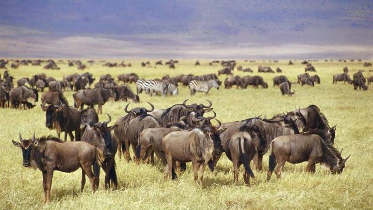非洲大草原奇蹄目的动物有哪些