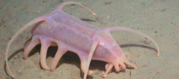 海猪吃人,南极的神秘生物有0个分别是哪些动物其中包括企鹅图2