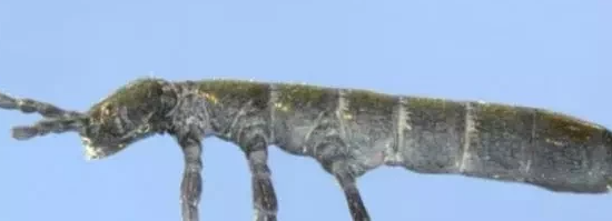 海猪吃人,南极的神秘生物有0个分别是哪些动物其中包括企鹅图7