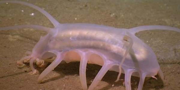 海猪吃人,南极的神秘生物有0个分别是哪些动物其中包括企鹅图5