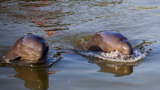 海猪吃人,南极的神秘生物有0个分别是哪些动物其中包括企鹅