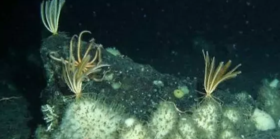 海猪吃人,南极的神秘生物有0个分别是哪些动物其中包括企鹅图6