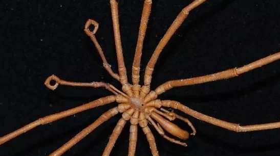 海猪吃人,南极的神秘生物有0个分别是哪些动物其中包括企鹅图12