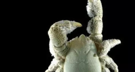 海猪吃人,南极的神秘生物有0个分别是哪些动物其中包括企鹅图13