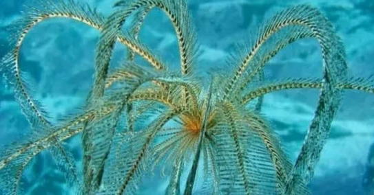 海猪吃人,南极的神秘生物有0个分别是哪些动物其中包括企鹅图15