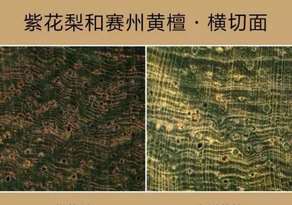 紫油梨鉴定方法,海南紫油梨专家帮我看看这两串是真得吗?图7