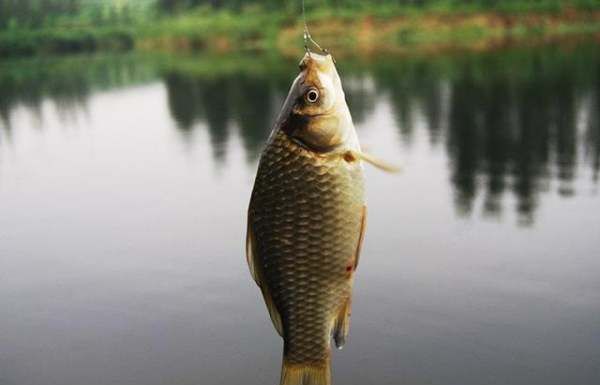 夏季钓鱼技巧大全,夏季钓鱼如何钓半水图3