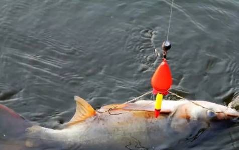 夏天钓鱼技巧野钓