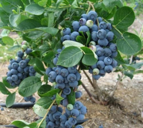 南方水果，南方水果名称大全？图7