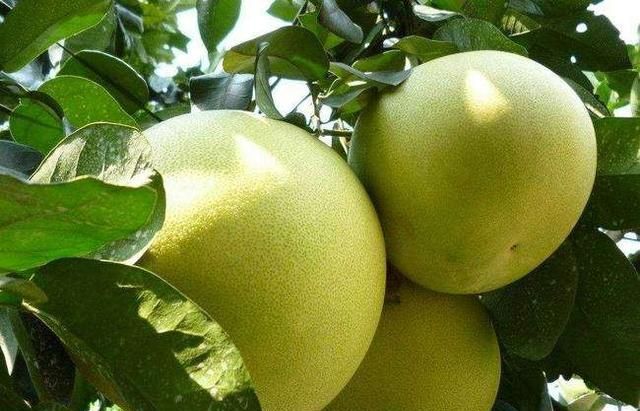 南方水果，南方水果名称大全？图11