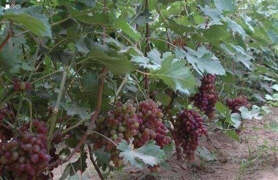 南方水果，南方水果名称大全？图10