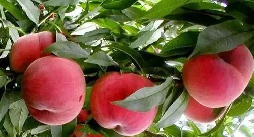 南方水果，南方水果名称大全？图13