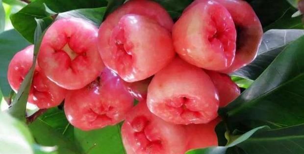 南方水果名称大全