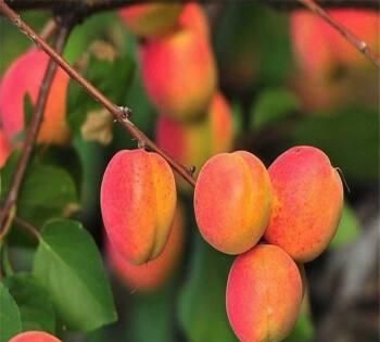 南方水果，南方水果名称大全？图8