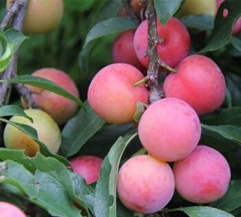 南方水果，南方水果名称大全？图6