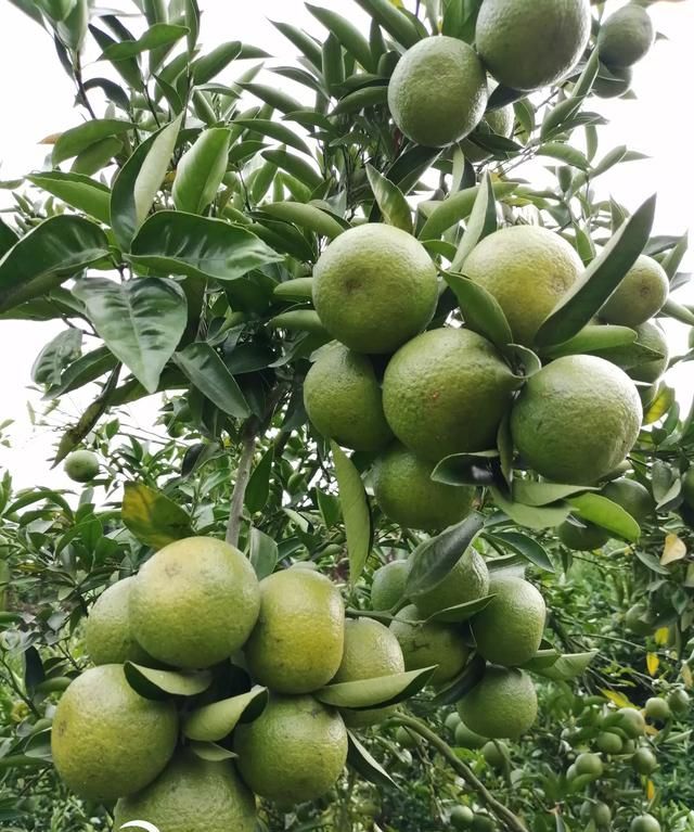 南方水果，南方水果名称大全？图4