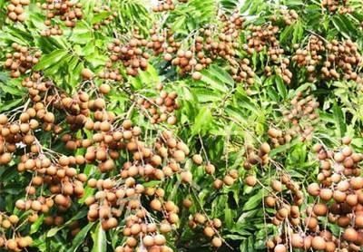 南方水果，南方水果名称大全？图9