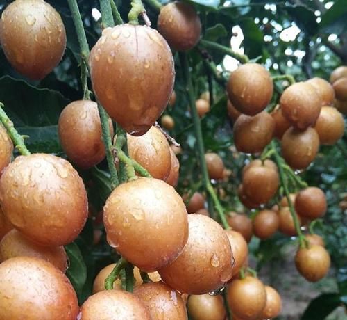 黄皮果的功效与作用皮果洒做法