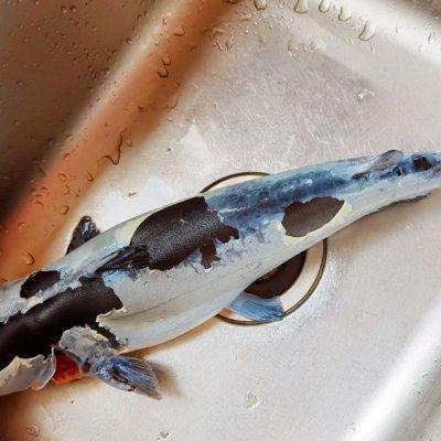 烤鱼家常做法简单又好吃（烤鱼这样做秒变米饭杀手）(3)