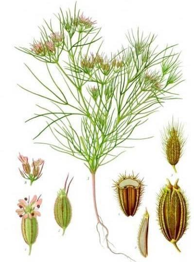 孜然的香味来源（孜然别名孜然芹）(7)