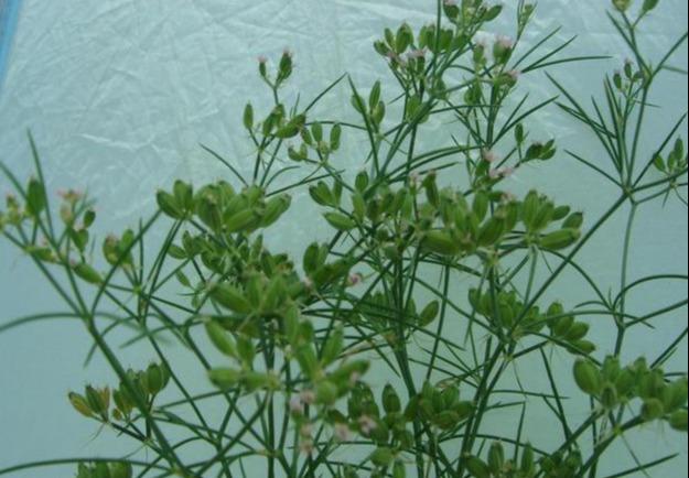 孜然的香味来源（孜然别名孜然芹）(6)