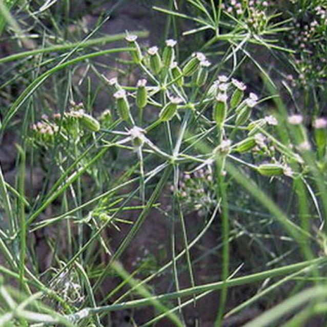 孜然的香味来源（孜然别名孜然芹）(5)