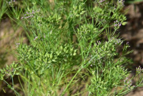 孜然的香味来源（孜然别名孜然芹）(9)