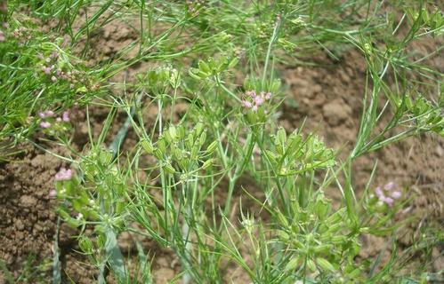 孜然的香味来源（孜然别名孜然芹）(10)