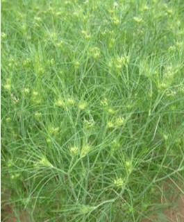 孜然的香味来源（孜然别名孜然芹）(2)