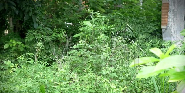 元素周期表51号骂人，62号元素骂人什么意思？图4