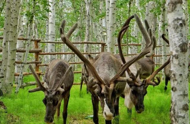 内蒙古呼伦贝尔草原最美景色（走进呼伦贝尔大草原）(6)