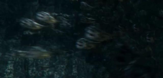 云南虫谷在哪里呢（云南虫谷的15个秘密）(10)