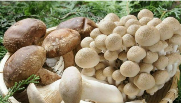 吃火锅要准备哪些食材,涮火锅的必备食材有哪些配菜图6