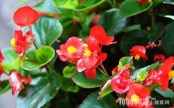 怎样养殖海棠花（养殖海棠花方法）