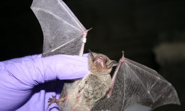蝙蝠是一种小型兽类还是昆虫,蝙蝠是鸟类还是兽类图1