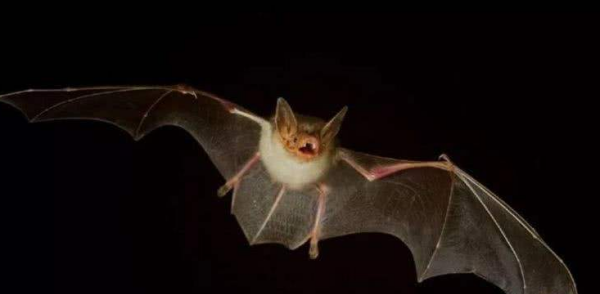 蝙蝠是一种小型兽类还是昆虫,蝙蝠是鸟类还是兽类图3