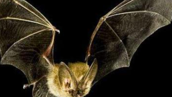 蝙蝠是一种小型兽类还是昆虫,蝙蝠是鸟类还是兽类图2
