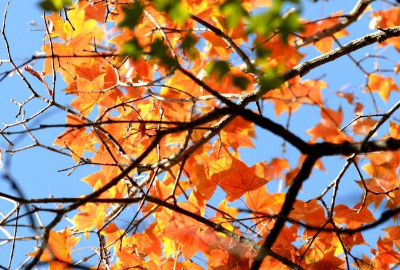 立秋祝福的句子,秋季祝福短信最温馨的话图4