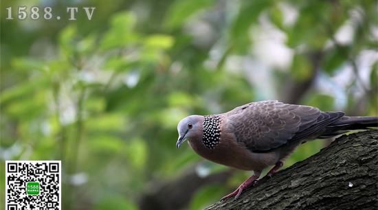 去毛后的鹌鹑跟鸽子有啥区别呢