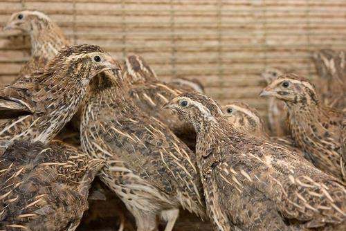 鹌鹑和鸽子的区别,鸽子与鹌鹑的区别是什么?图1