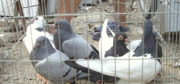 鹌鹑和鸽子的区别,鸽子与鹌鹑的区别是什么?图3