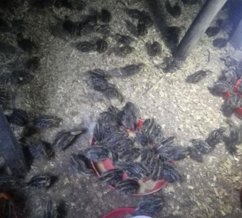 鹌鹑鸟和鸽子哪个营养更好