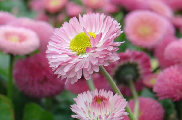 0种象征爱情的花,哪些花代表爱情的象征图3