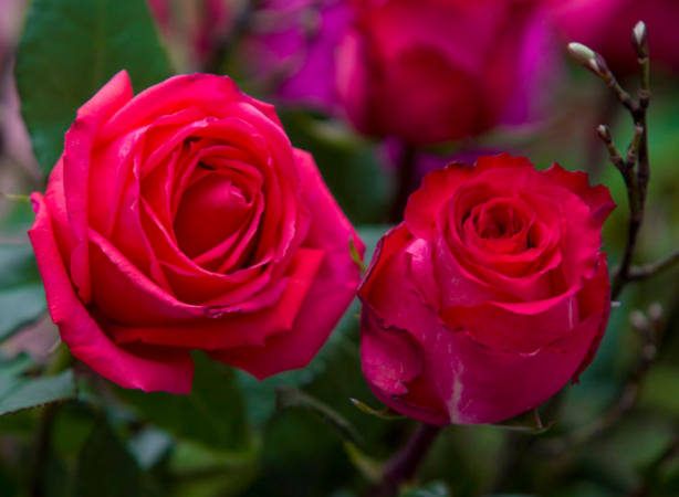 十大浪漫花语文案