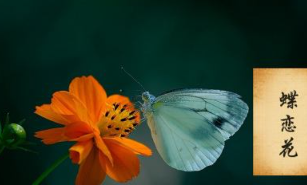 词牌名都有哪些,宋词词牌名都有哪些四字图3