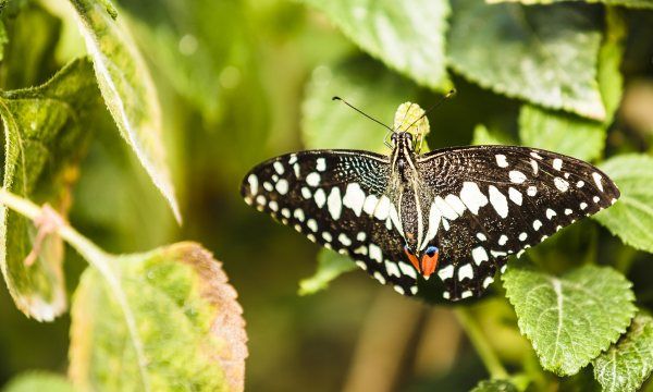 词牌名都有哪些,宋词词牌名都有哪些四字图5